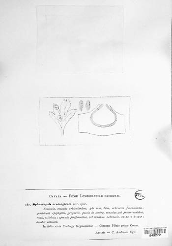Sphaeropsis crataegicola image